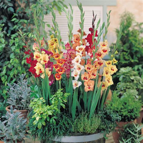 Learn the Perfect Technique for Planting Gladiolus Bulbs